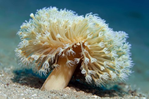 Young leather coral (Sarcophyton) on sandy bottom