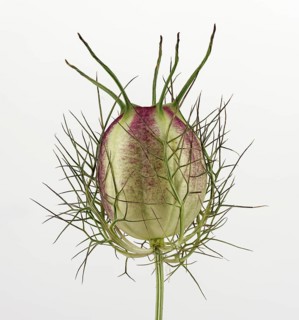 Love in a mist (Nigella damascena)
