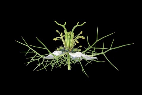 Love in a mist (Nigella damascena)