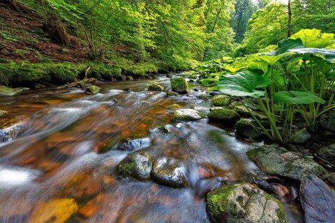 Haslach Gorge