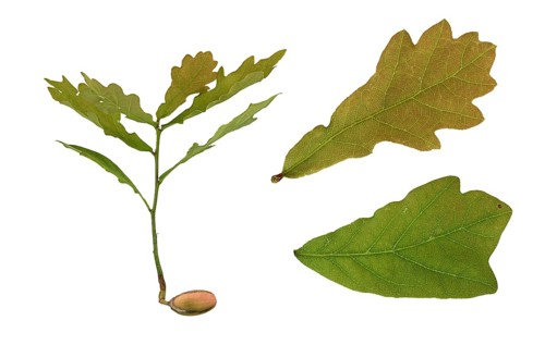 English oak (Quercus robur)