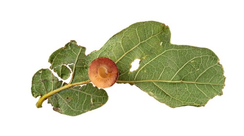 Striped oak gall wasp (Cynips longiventris)