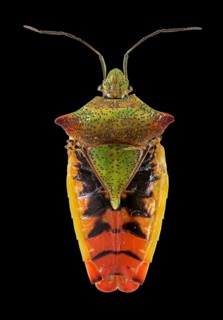 Hawthorn shield bug (Acanthosoma haemorrhoidale)