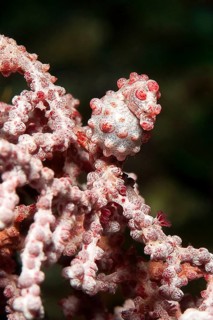 Pregnant female pygmy seahorse (Hippocampus bargibant) sitting on gorgonian (Muricella plectana)