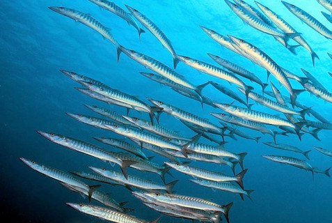 Scule of darkfin barracuda (Sphyraena genie)