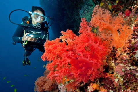 Diver with underwater lamp looking at large red soft coral (Dendronephthya)