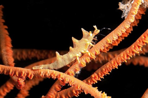 Longhorn shrimp (Miropandalus hardingi) on sea whip (Junceella fragilis)