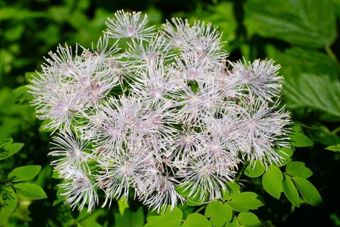 Columbine greater meadow rue (Thalictrum aquilegiifolium)