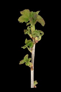 Black currant (Ribes nigrum)