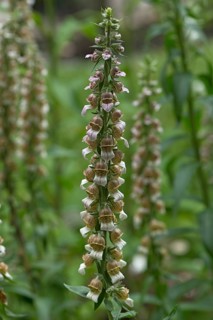 Woolly Foxglove (Digitalis lanata)