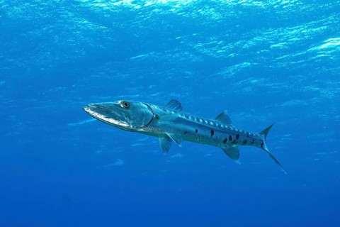 Individual Great barracuda (Sphyraena barracuda)