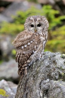 Tawny owl (Strix aluco)