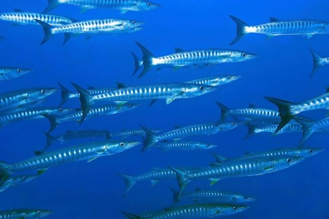 School of Blackfin barracudas (Sphyraena qenie)