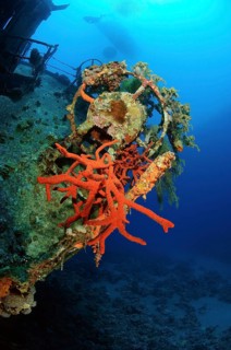 Toxic Finger Sponge (Negombata Magnifica) on wreck sunk for divers Cedar Pride