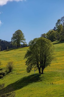 Two twin trees