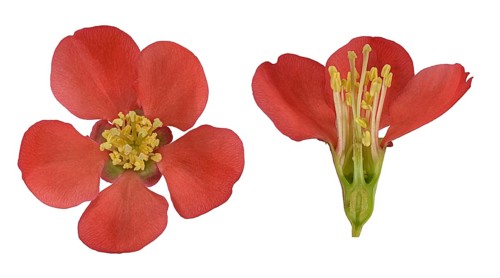 Japanese ornamental quince (Chaenomeles)