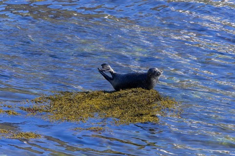 Harbor seal (Phoca vitulina)