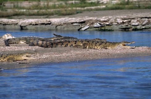 American crocodile (Crocodylus acutus) sunning itself on a sandbank