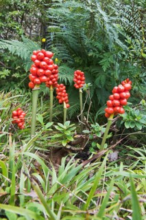 Common arum (Arum maculatum)