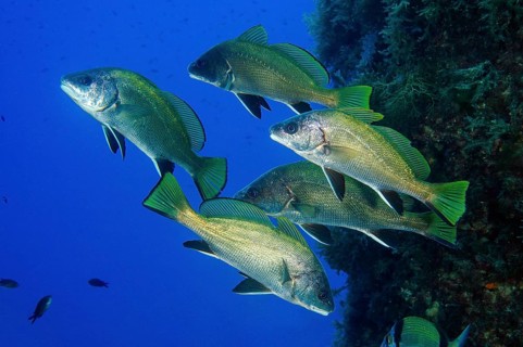 Shoal of Brown meagre (Sciaena umbra)