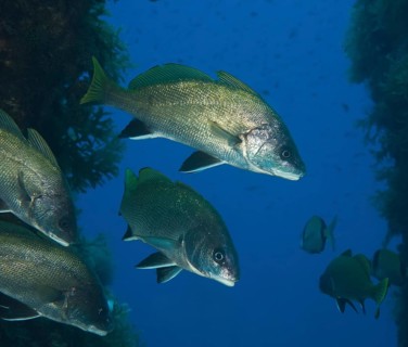 Group of Brown meagre (Sciaena umbra)