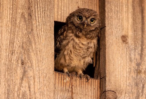 Little owl (Athene noctua)