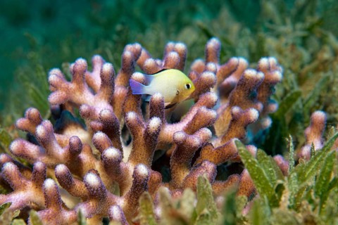 Red Sea Grey Humbug (Dascyllus marginatus) seeks shelter in in Stylophora stony coral (Stylophora subseriata) on seagrass meadow
