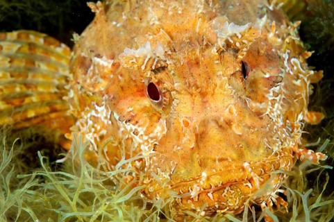 Head and spread pectoral fins of Greater Red Scorpionfish (Scorpaena scrofa)