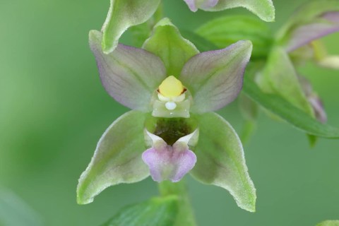 Broad-leaved marsh orchid (Epipactis helleborine) Flowers of an orchid