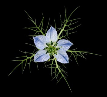 Love in a mist (Nigella damascena)