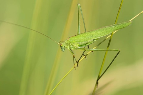 Sickle bearing bush cricket (Phaneroptera falcata) on a blade of grass
