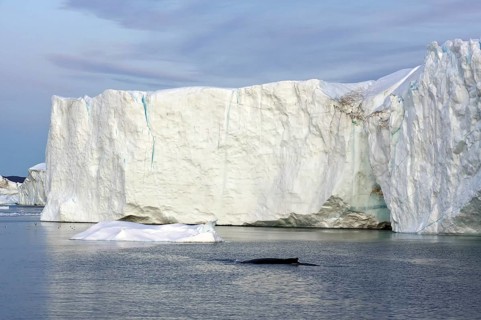 Humpback whale in front of icebergs