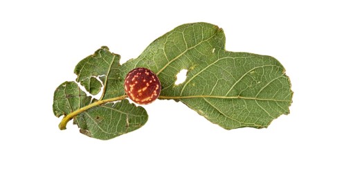 Striped oak gall wasp (Cynips longiventris)