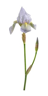 Violet root (Iris germanica 'Florentina')