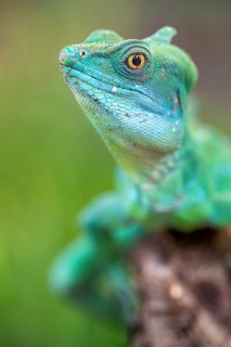 Plumed basilisk (Basiliscus plumifrons)