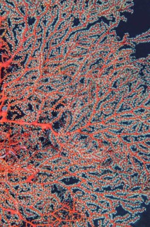 Polyps and coral branches of red Sea fan (Gorgonacea)