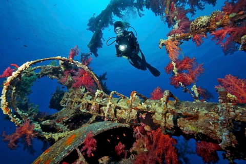 Diver looking at red soft corals (Dendronephthya) on shipwreck Cedar Pride