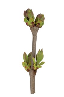 Common Lilac (Syringa vulgaris)
