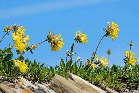 Alpine woundwort (Anthyllis vulnevaria subsp. alpestris)