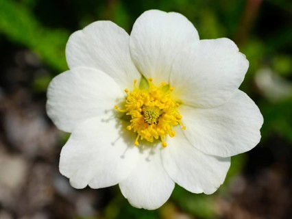 Flower of the White dryad (Dryas octopetala)