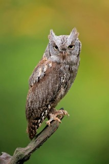 European scops owl (Otus scops)