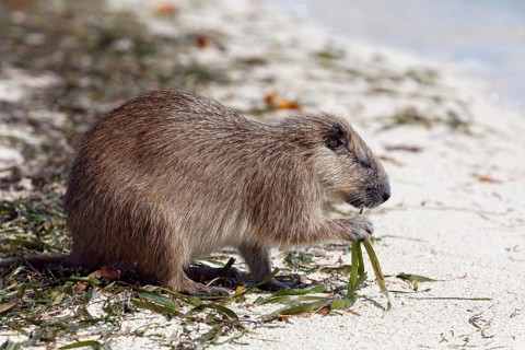 Desmarest's hutia (Capromys pilorides)