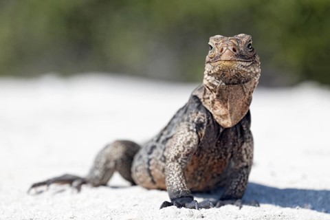 Green iguana (Iguana iguana) on the beach of Anclita