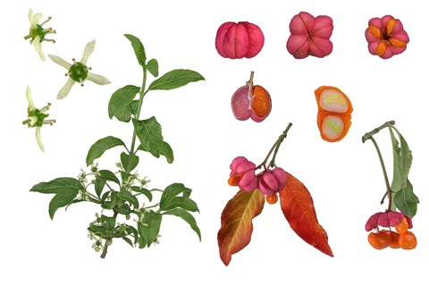 European spindle (Euonymus europaeus)