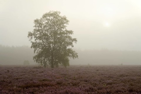 Heathland
