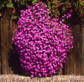 Blue Cushion (Aubrieta detoides rosa)