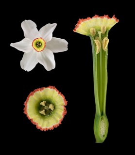 Poet's Daffodil (Narcissus poeticus)