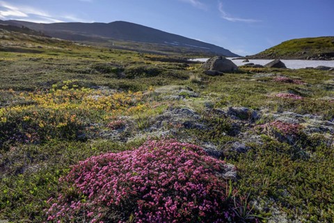 Purple saxifrage (Saxifraga oppositifolia)