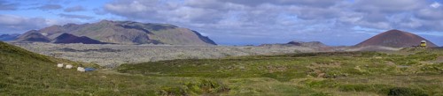 Sheep and the lava field Berserkjarhraun