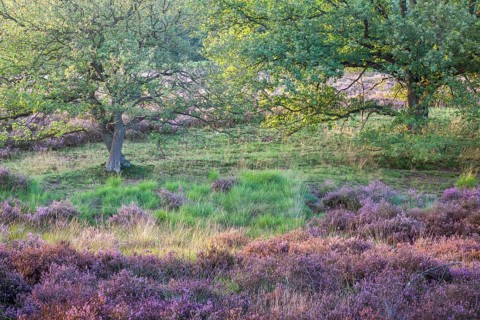 Heathland in the last evening light
